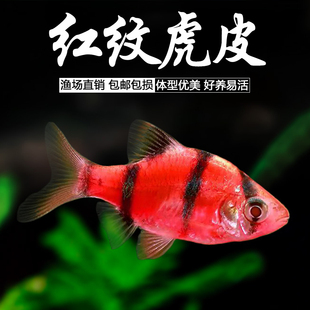 虎皮鱼红纹荧光四间虎皮新手耐活好养鱼苗观赏鱼热带鱼宠物鱼