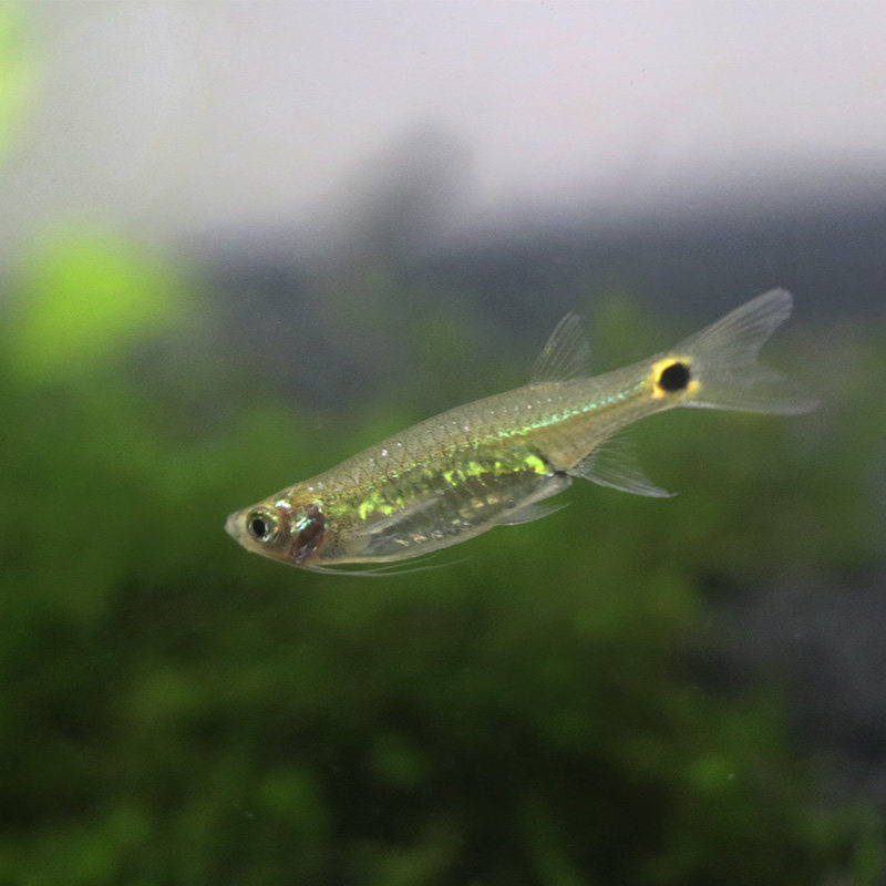 龙须鱼热带观赏鱼活体吃除油膜鱼工具鱼小型草缸淡水灯科鱼好养