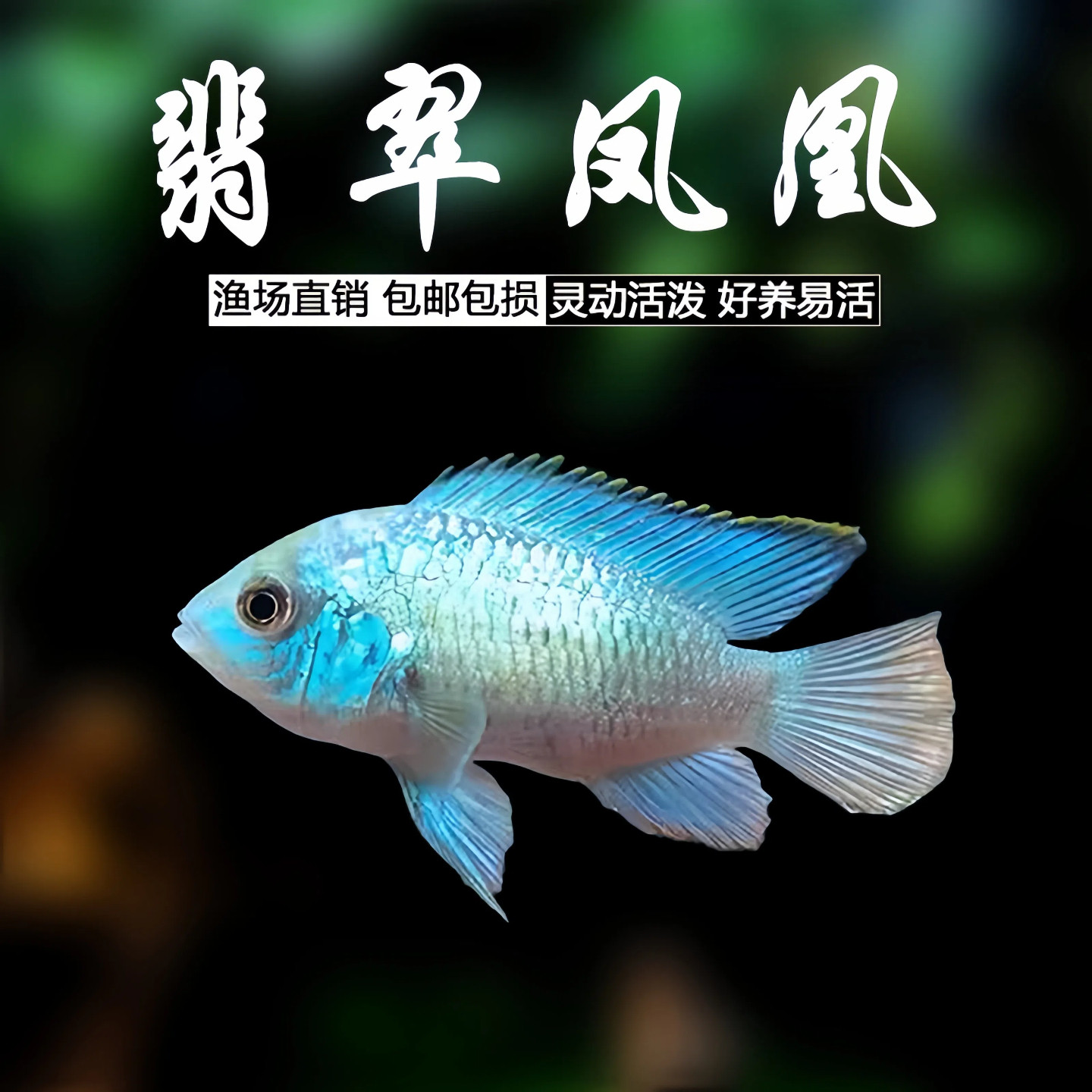 翡翠凤凰鱼短鲷电光观赏鱼