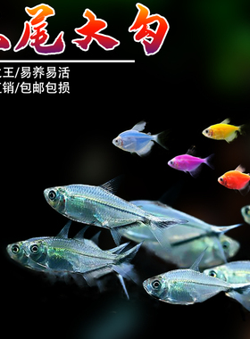 黑尾大勾群游鱼草缸小型活体热带观赏鱼淡水天使红大勾扯旗灯科鱼