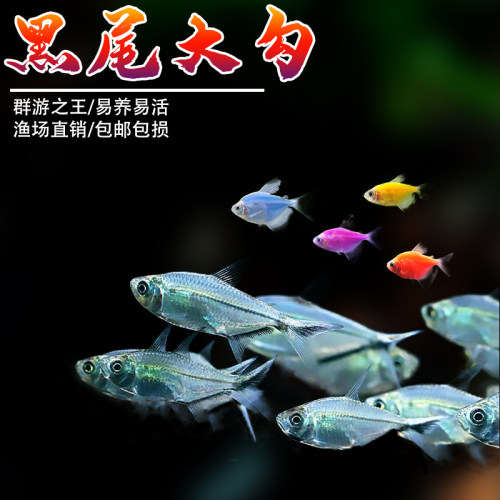 热带鱼好养黑尾大勾鱼好养耐活