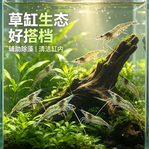 黑壳虾观赏淡水鲜活大河工具