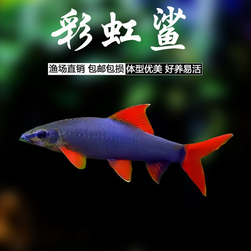 彩虹鲨鱼金苔鼠鱼草缸除绿褐藻