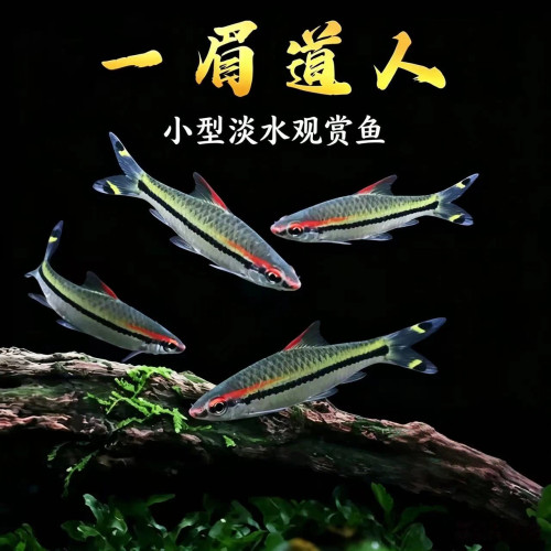 一眉道人鱼群游鱼草缸活体小型鱼