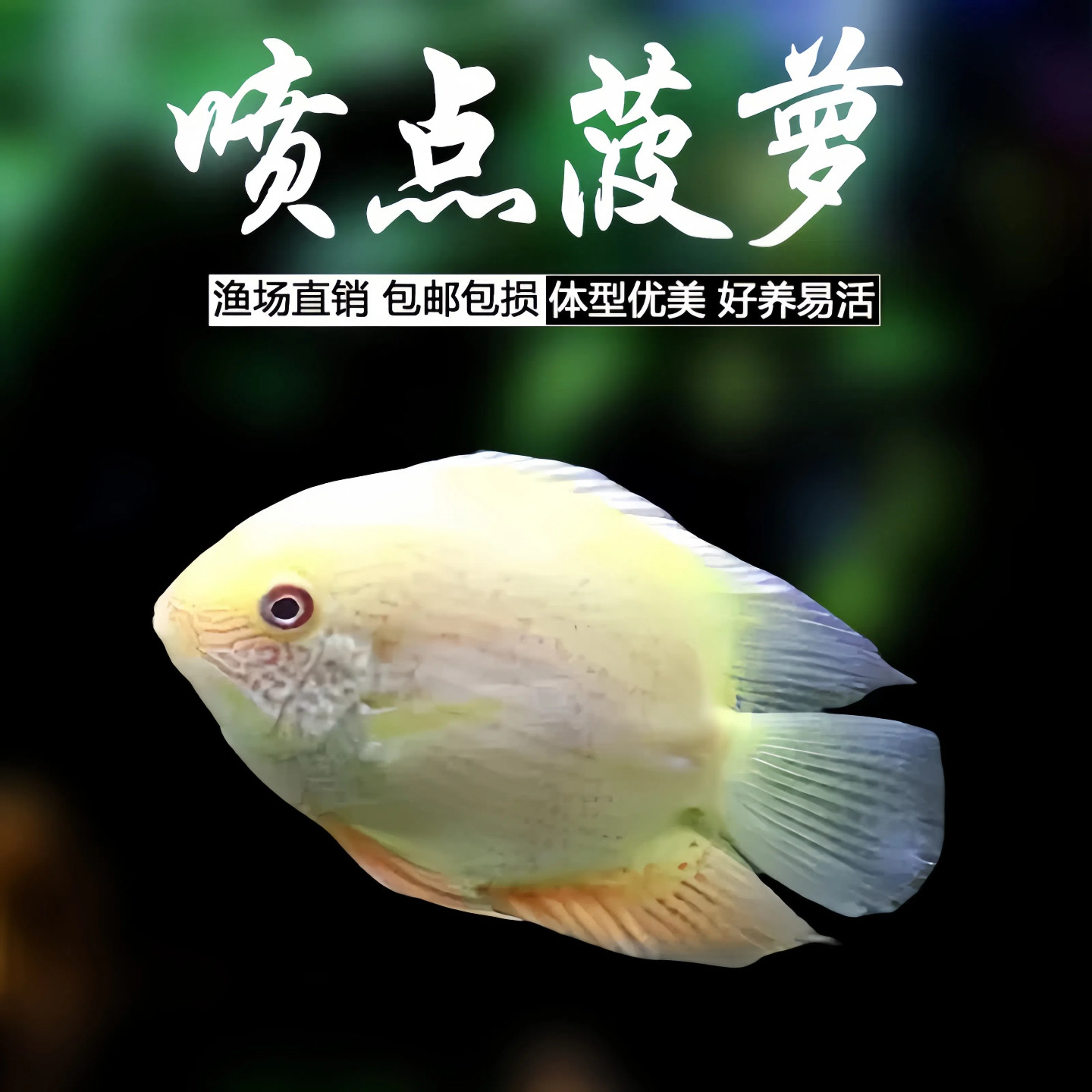 喷点菠萝鱼肯梅塔菠萝鱼金菠萝鱼活体热带观赏鱼小型鱼淡水