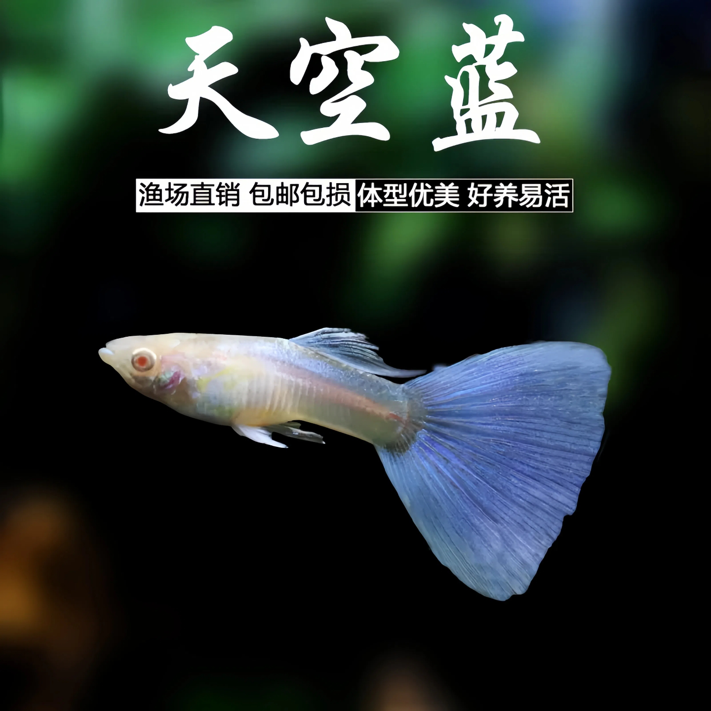 天空蓝孔雀鱼凤尾鱼胎生鱼