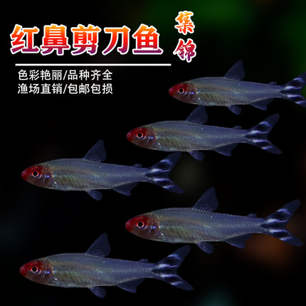 红鼻剪刀鱼群游鱼红鼻子鱼草缸淡水活体小型宠物灯科热带观赏鱼