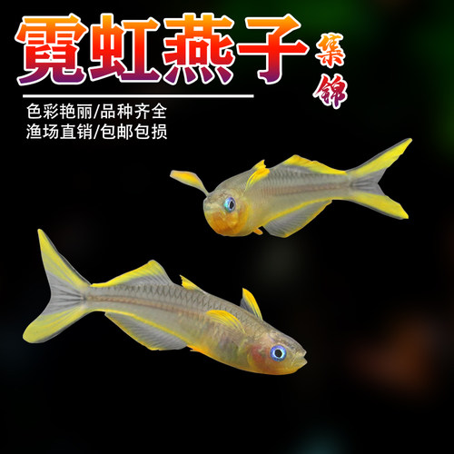 小型群游灯科鱼淡水热带观赏鱼