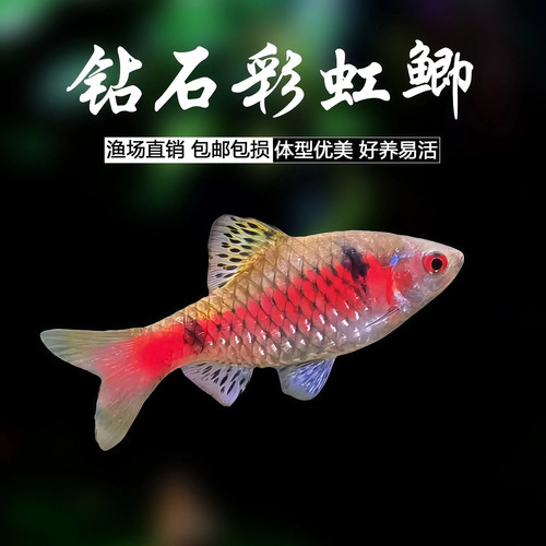钻石彩虹鲫冷水原生观赏鱼