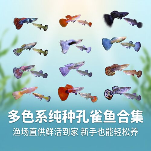 孔雀鱼小鱼苗活体练手胎生凤尾鱼
