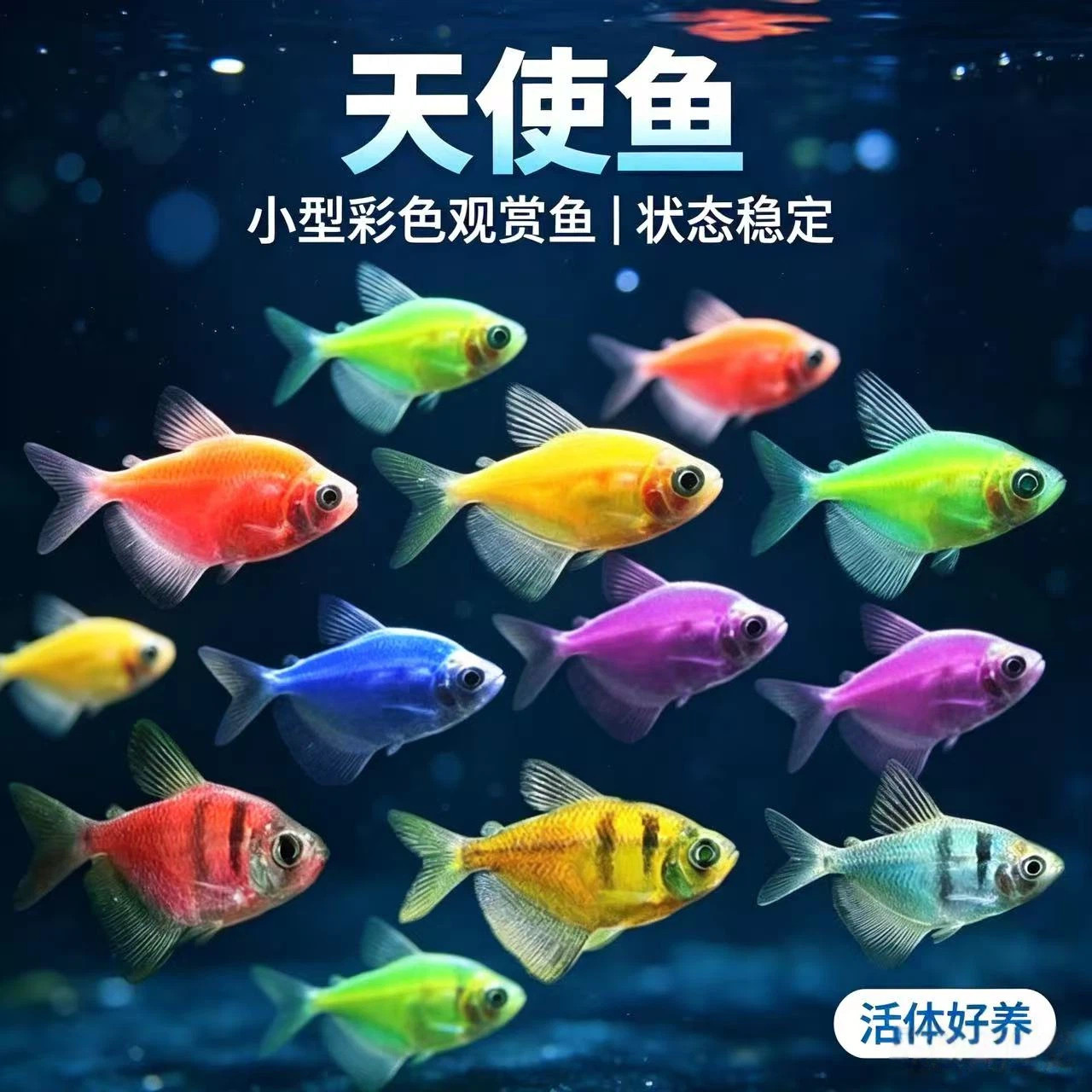 天使鱼群游好养耐活热带淡水