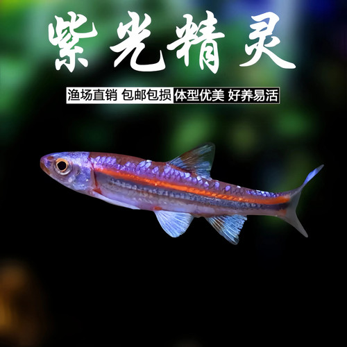 紫光精灵灯鱼小型淡水观赏鱼