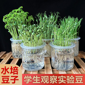 学生幼儿园观察植物角水培豆子种子儿童科学发芽实验盆栽生长作业