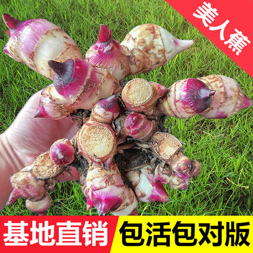 美人蕉花苗带芽球根易活