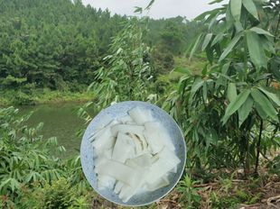 包邮 广西新鲜竹笋灵山土特产清水笋农家笋片开胃下饭配粥咸菜5斤