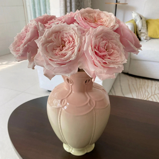 小粉兔玫瑰真花好养云南基地直发送女生家庭宿舍水养插花冷链包邮