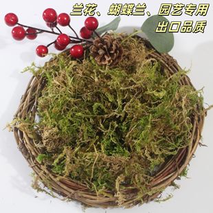 新鲜纯干苔藓水苔蝴蝶兰专用青苔兰花石斛专用营养土苔藓乌龟垫材