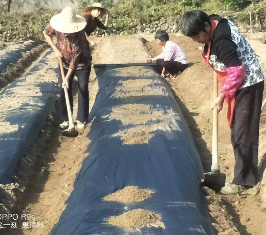 稼乐蜜可降解农用蔬菜地膜除草黑地膜白膜全生物降解环保水稻薄膜