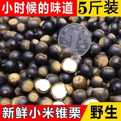 野生米椎子坚果园锥栗板栗