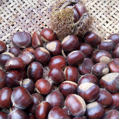 2021新货5斤装沂蒙山新鲜板栗