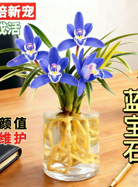 兰花苗矮种盆栽植物名贵品种吸色建兰四季花卉金边水培蓝宝石