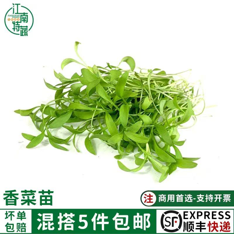 新鲜香菜苗可食用微型芽苗菜12g 蔬菜西餐日料酒店摆盘装饰点缀,水产肉类/新鲜蔬果/熟食,其它,淘宝优惠券,粉丝福利购,淘宝优惠卷