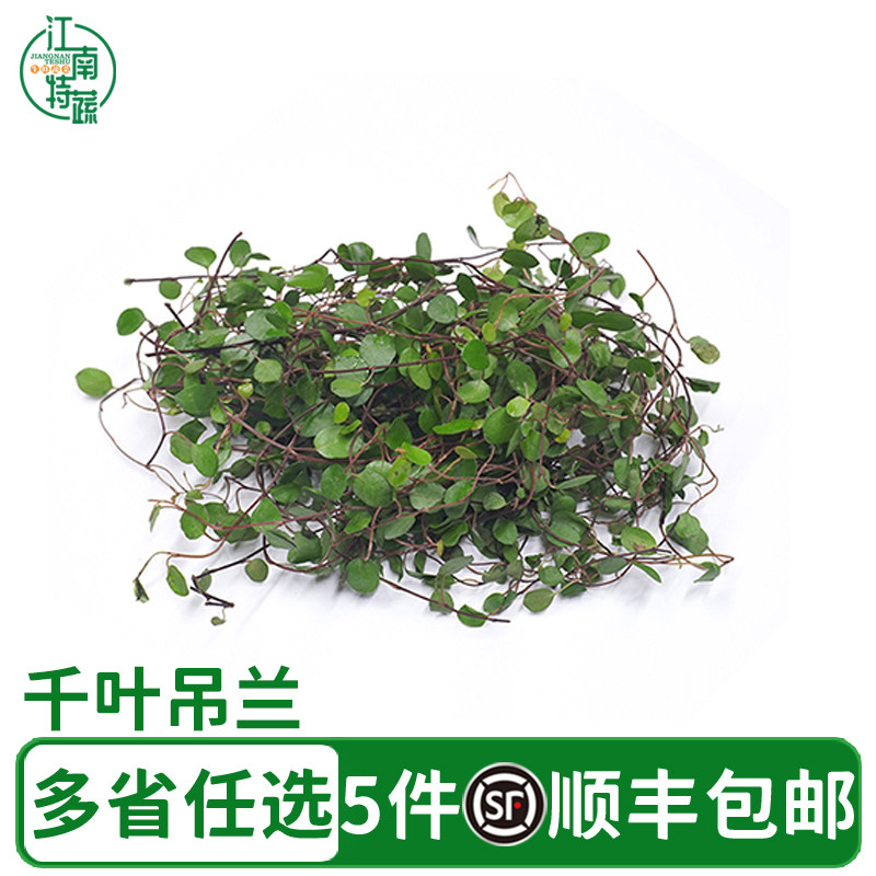 新鲜千叶吊兰长寿藤吊兰叶子酒店西餐厅冷艺冷菜摆盘装饰花草点缀