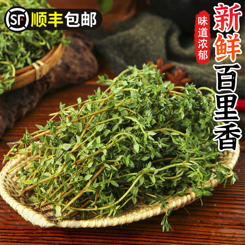百里香新鲜泰国香料菜