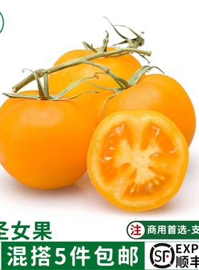 新鲜黄色圣女果500g小番茄樱桃西红柿新鲜孕妇宝宝水果农家沙拉