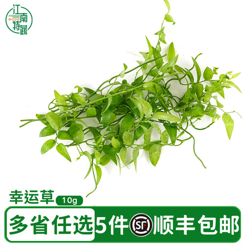 新鲜幸运星阔叶舞竹幸运草