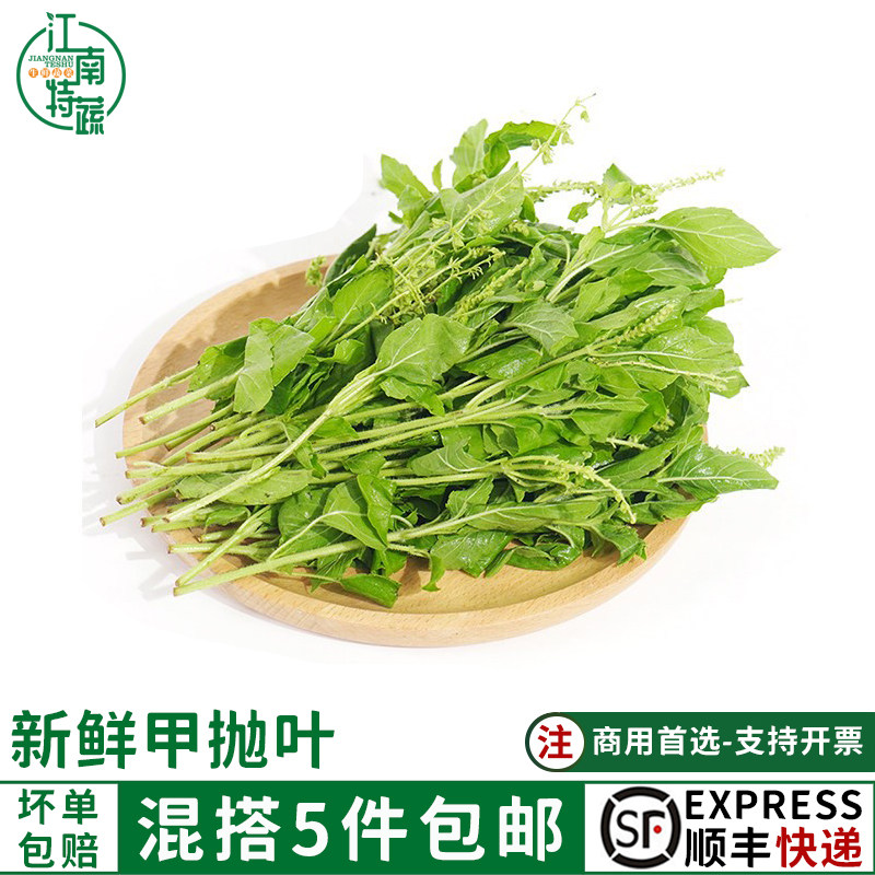 新鲜甲抛叶打抛叶泰国食材打抛猪肉配菜塔抛嘎抛叶甲抛蔬菜