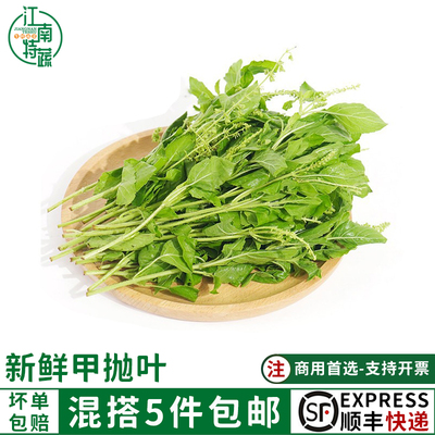 新鲜甲抛叶打抛叶泰国食材打抛猪肉配菜塔抛嘎抛叶甲抛蔬菜