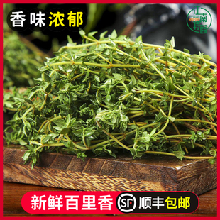 包邮 百里香新鲜煎牛排用泰式 香料菜摆盘装 饰西餐调料调味菜麝香草