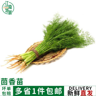 茴香菜新鲜小茴香苗蔬菜现摘茴香带根500g包饺子馅料农家小茴香菜