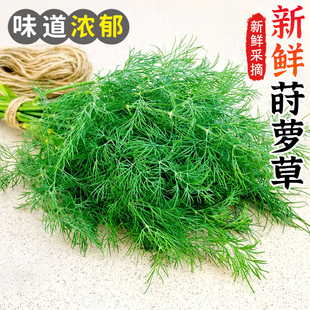 新鲜莳萝草100g 食用泰国香料菜刁草 土茴香酒店摆盘西餐调料蔬菜