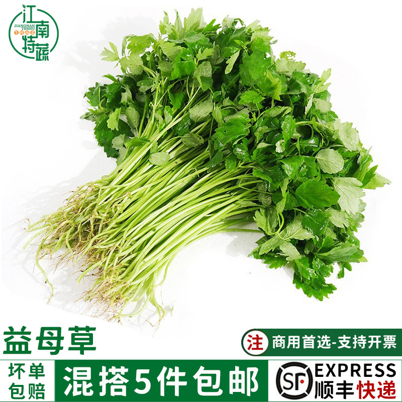 益母草新鲜坤草野菜女性修养