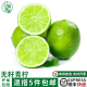 无籽青柠檬新鲜泰国品种青柠皮薄多汁1斤奶茶店用品鲜柠檬小青柠