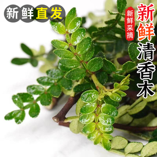 清香木叶子新鲜青香木胡椒木叶蛋糕烘焙日料西餐摆盘装饰花草点缀