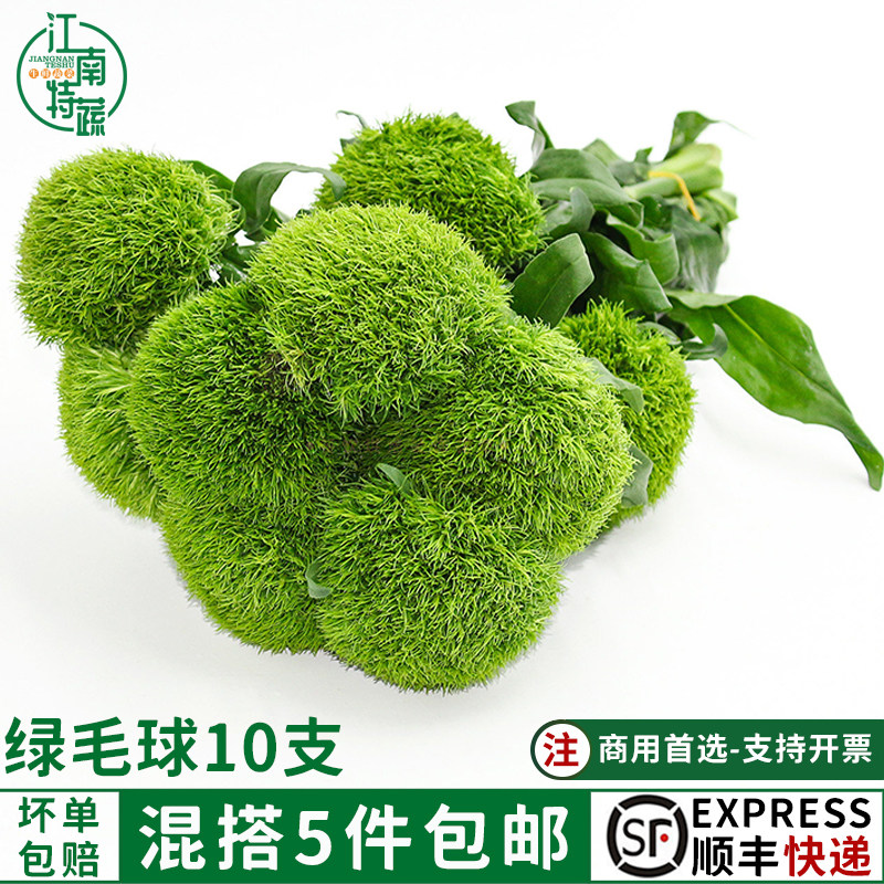 新鲜 绿毛球 绿石竹10支 酒店西餐日料冷艺烘焙摆盘装饰点缀