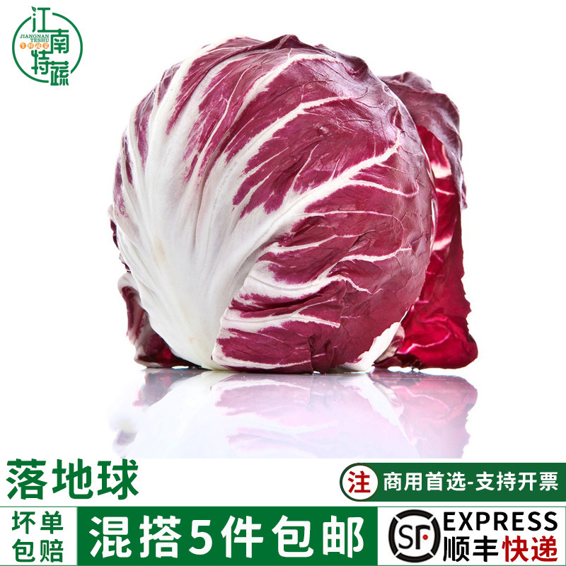 落地球新鲜生菜紫苣红菊苣绿叶红包西餐健身洗切蔬菜沙拉蔬菜