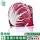 落地球新鲜生菜紫苣红菊苣绿叶红包西餐健身洗切蔬菜沙拉蔬菜