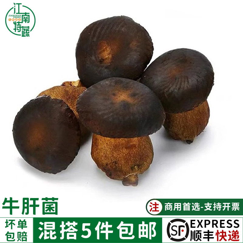 黑牛肝菌野生菌食用菌