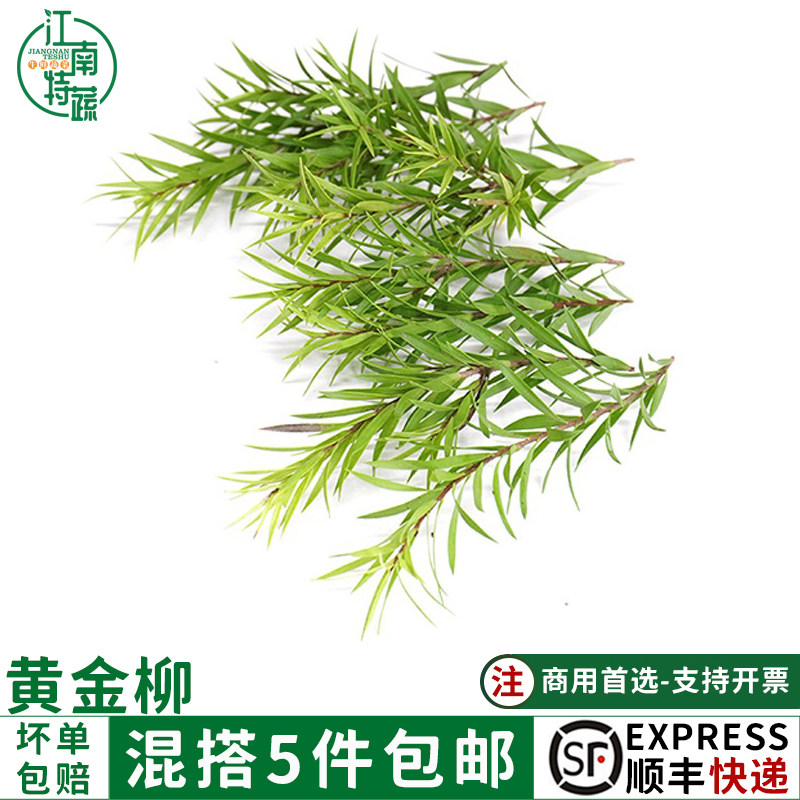 新鲜黄金柳芽黄松15支盒酒店餐厅摆盘装饰西餐日料蛋糕点缀新花草
