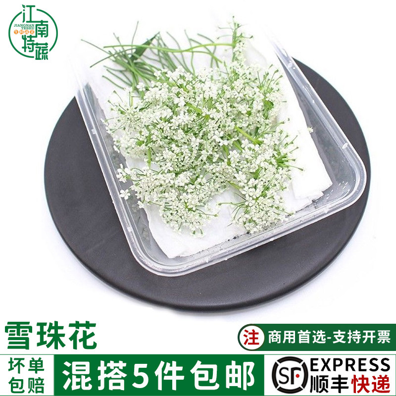 新鲜雪珠花蕾丝花白色小花酒店西餐日料摆盘冷菜蛋糕点缀装饰30朵