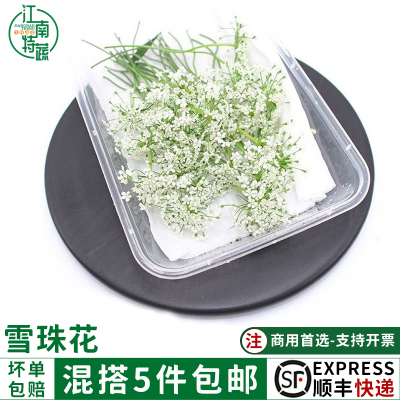 新鲜雪珠花蕾丝花白色小花