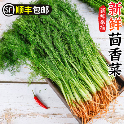 茴香菜新鲜现摘茴香苗