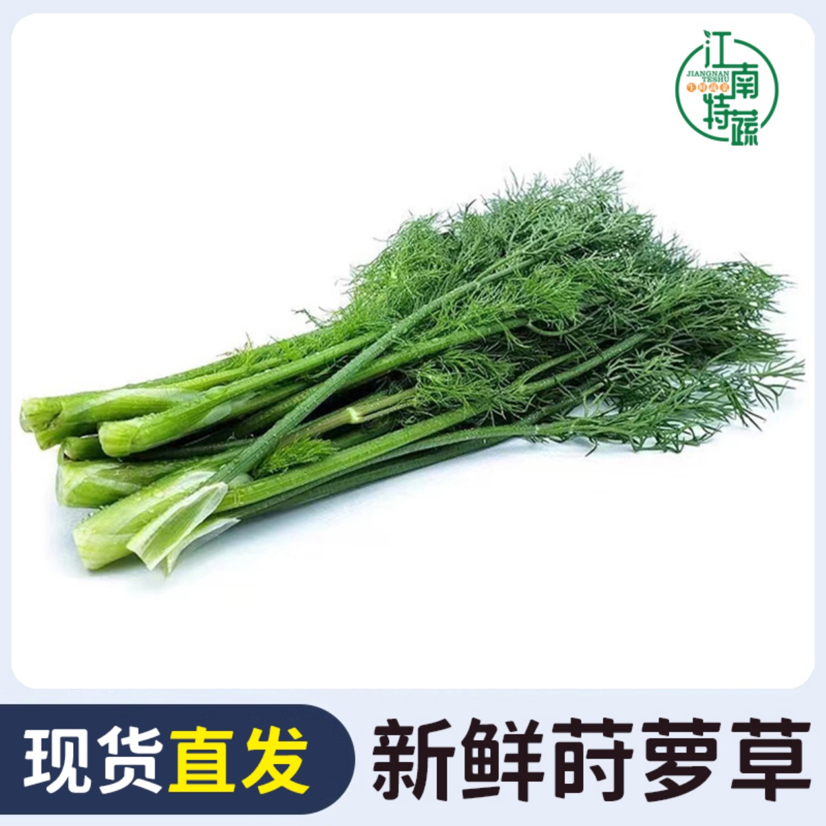 新鲜莳萝草食用泰国香料