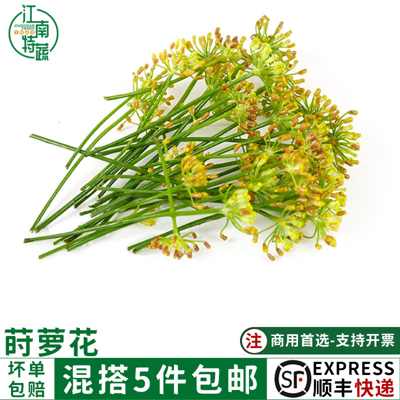 新鲜小莳萝花小茴香花香料