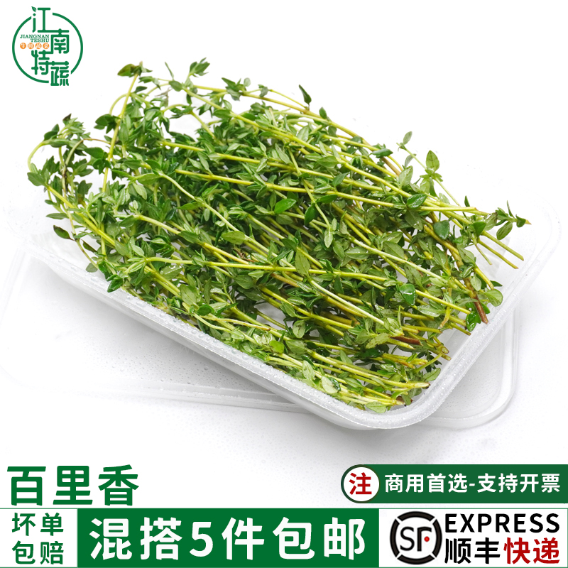 百里香新鲜香料菜摆盘装饰