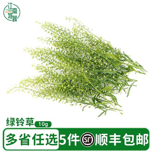 新鲜绿铃草水晶草西餐酒店酒水日料冷菜摆盘蛋糕烘焙装饰点缀花草